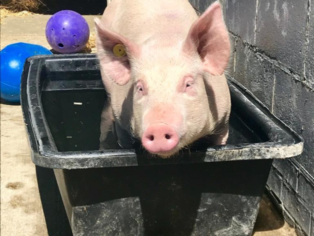 Pig
