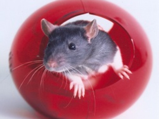 Animal Welfare