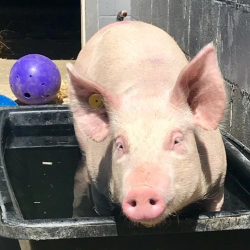Pig